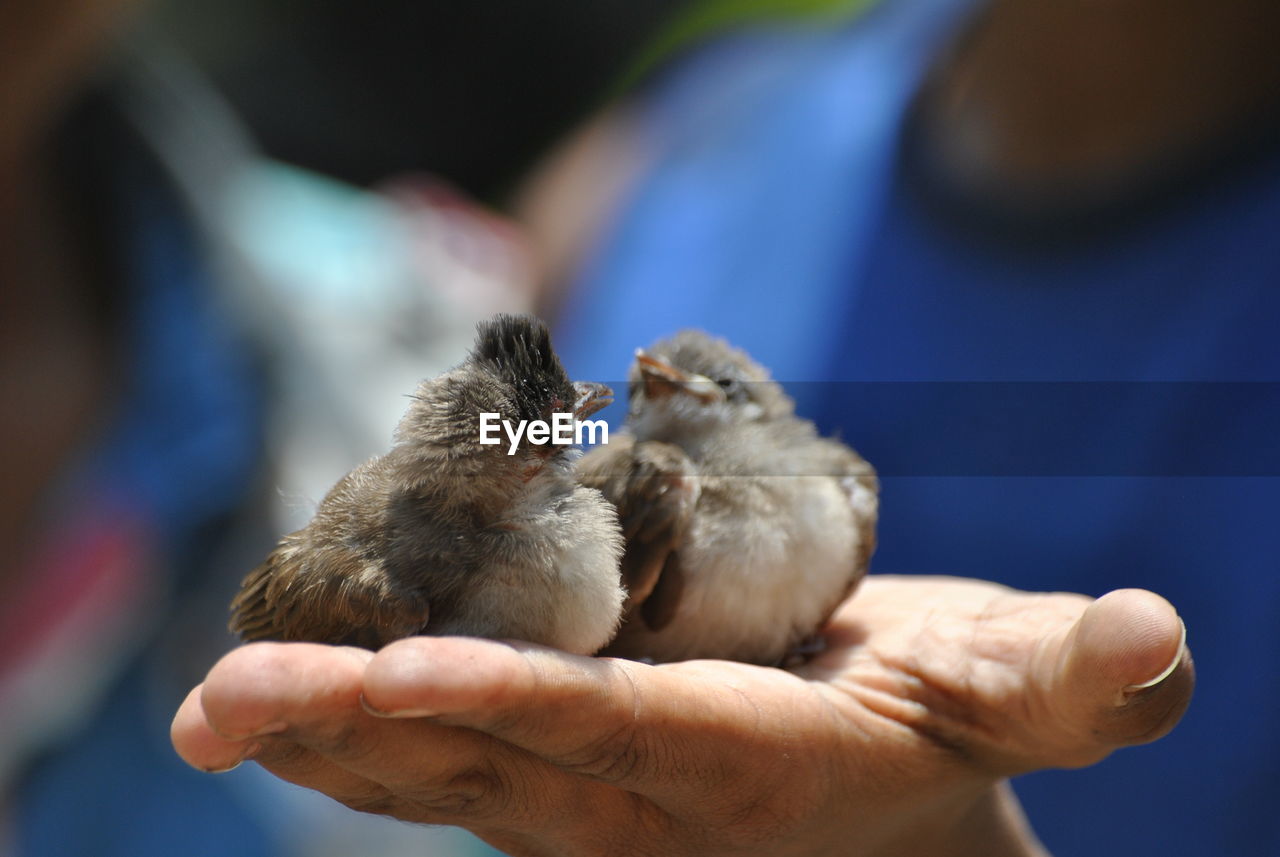 Close-up of hand holding birds