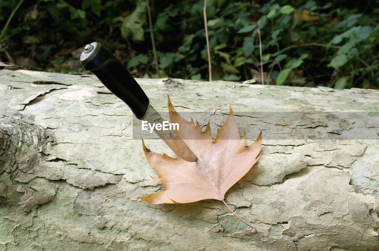 High angle view of knife stuck on leaf at forest