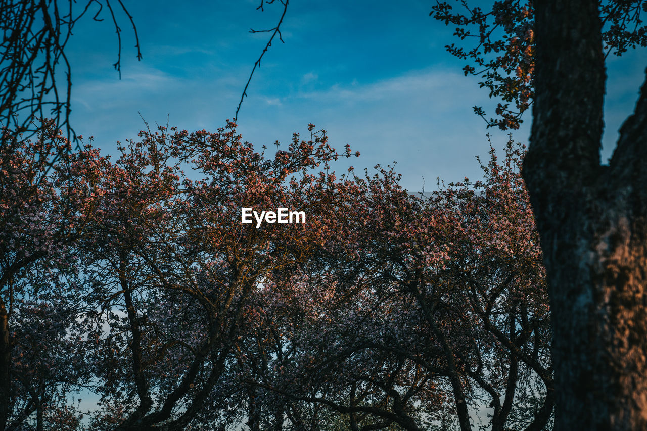 LOW ANGLE VIEW OF SILHOUETTE TREES AGAINST SKY AT FOREST