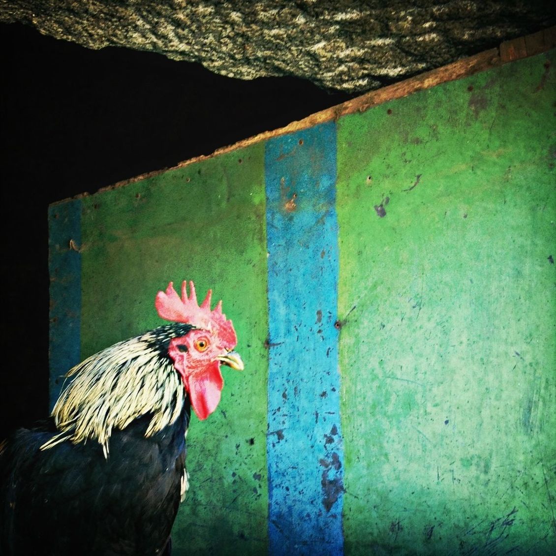 Close-up of rooster against wall