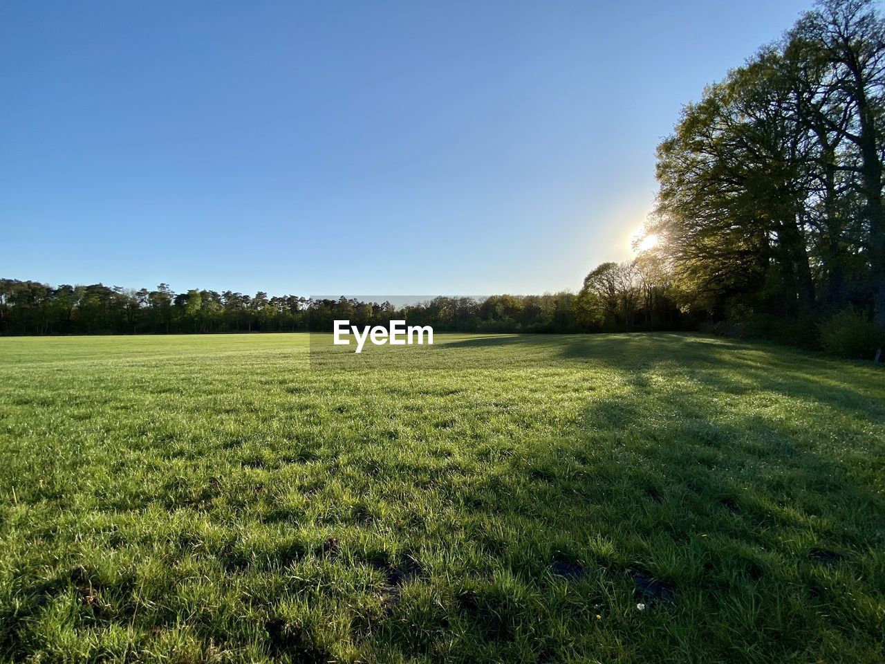 Scenic view of field against clear sky