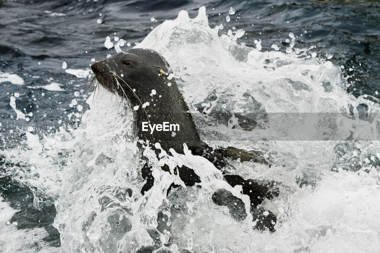 Antarctic fur seal swimming trough a breaking wave of elephant island, antarctica.