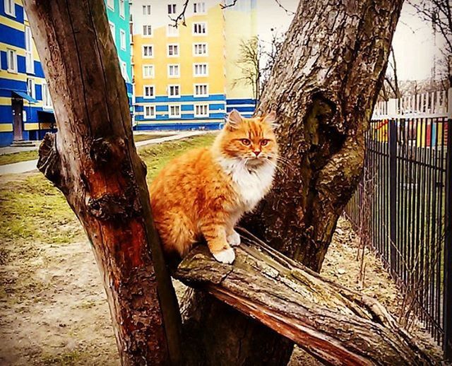 CAT LYING ON TREE TRUNK