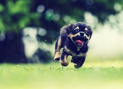 Dog Pets Grass One Animal Running Animal Jumping Eyeem