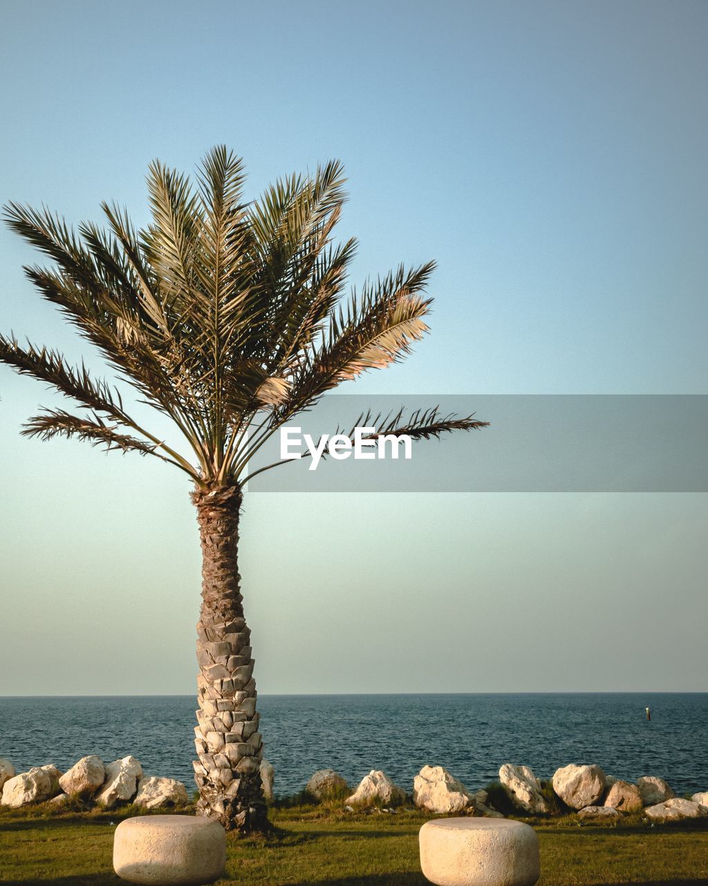 Palm tree by sea against clear sky