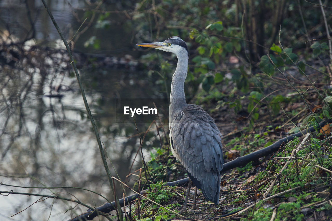 HIGH ANGLE VIEW OF HERON PERCHING ON A TREE