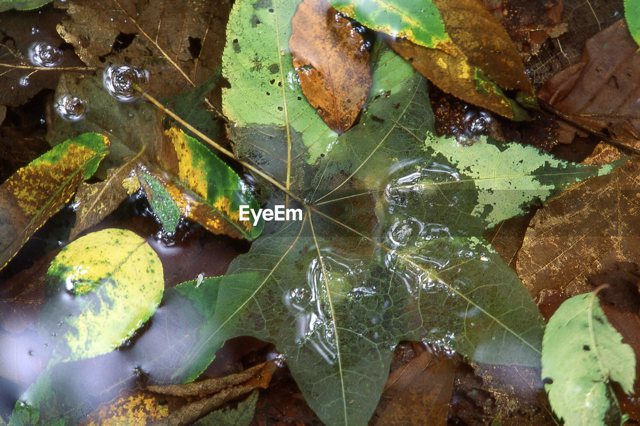 HIGH ANGLE VIEW OF DRY LEAVES ON WATER