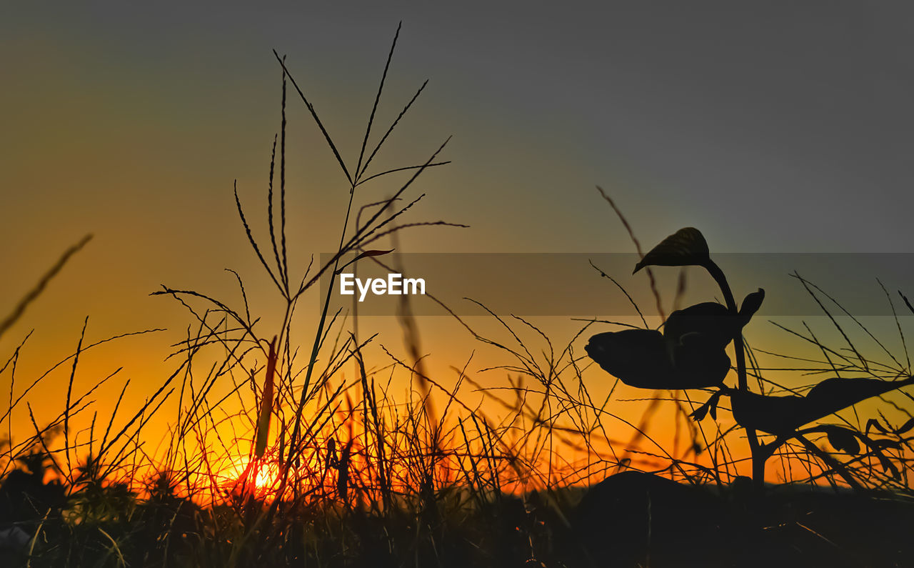Silhouette of plants on field against sky during sunset