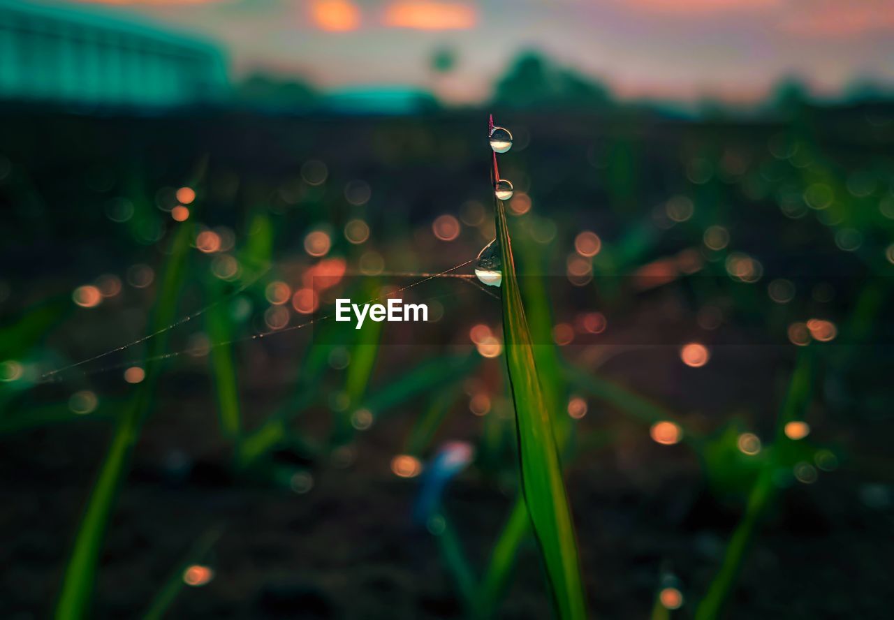 CLOSE-UP OF DEW DROPS ON PLANT