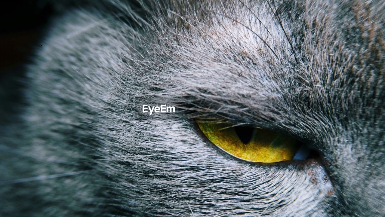 Close Up Yellow Cat Eye Animal Animal Themes One On Eyeem