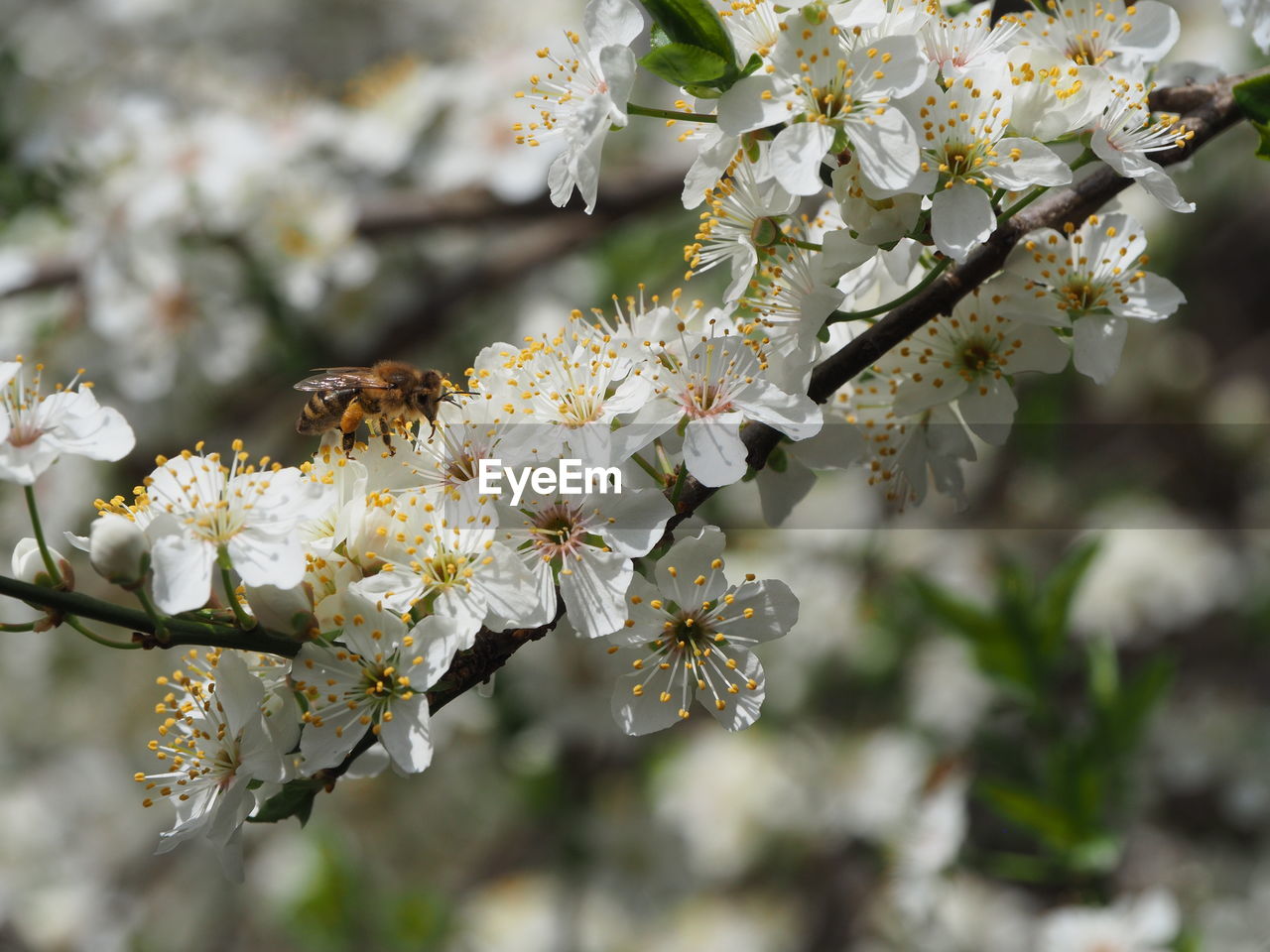 CLOSE-UP OF CHERRY BLOSSOMS ON TREE