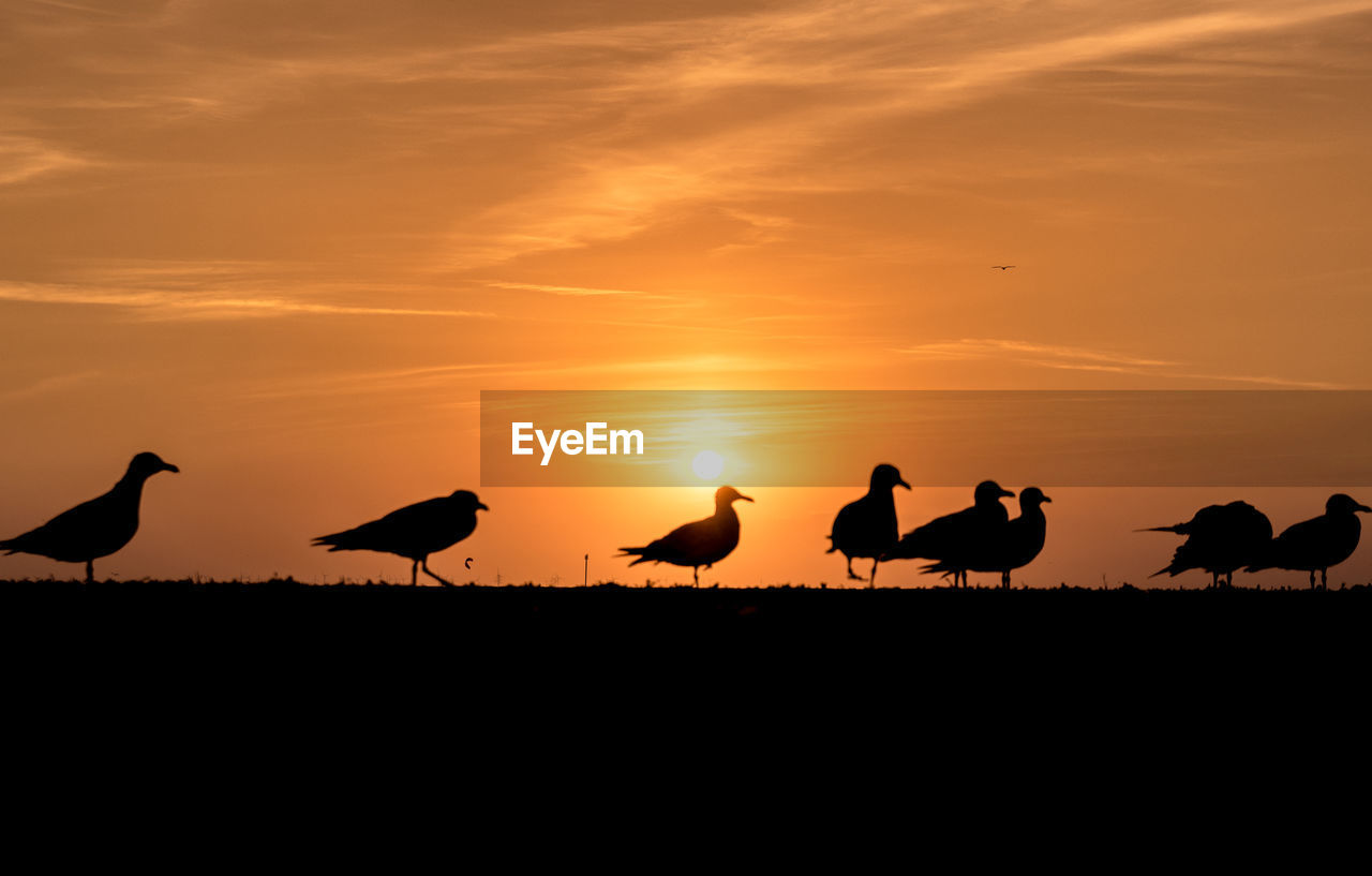 Sunset With Seagulls Colour Sunny Sun Sunrise Birds On Eyeem