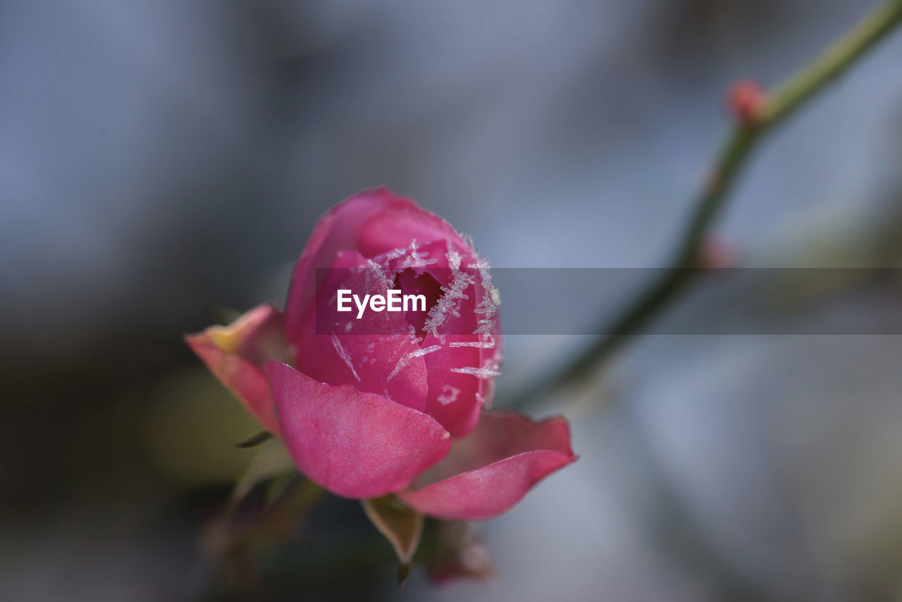 Close-up of pink flower