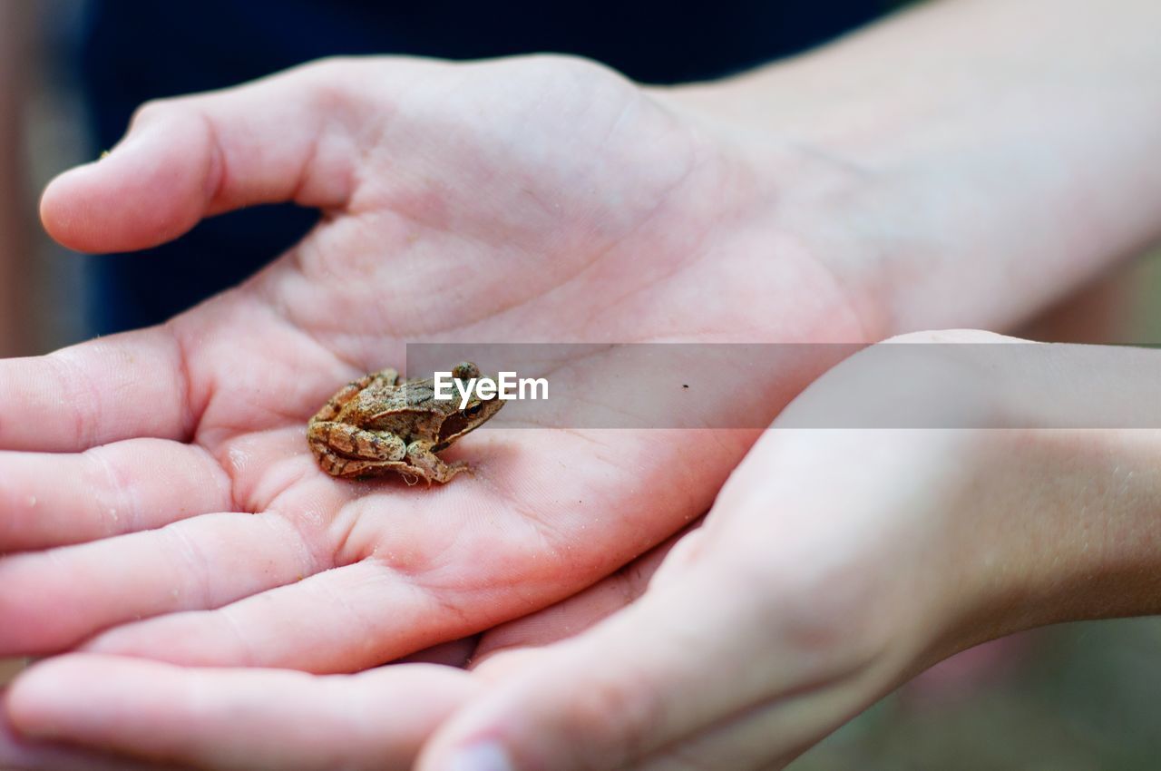 Cropped hands holding frog