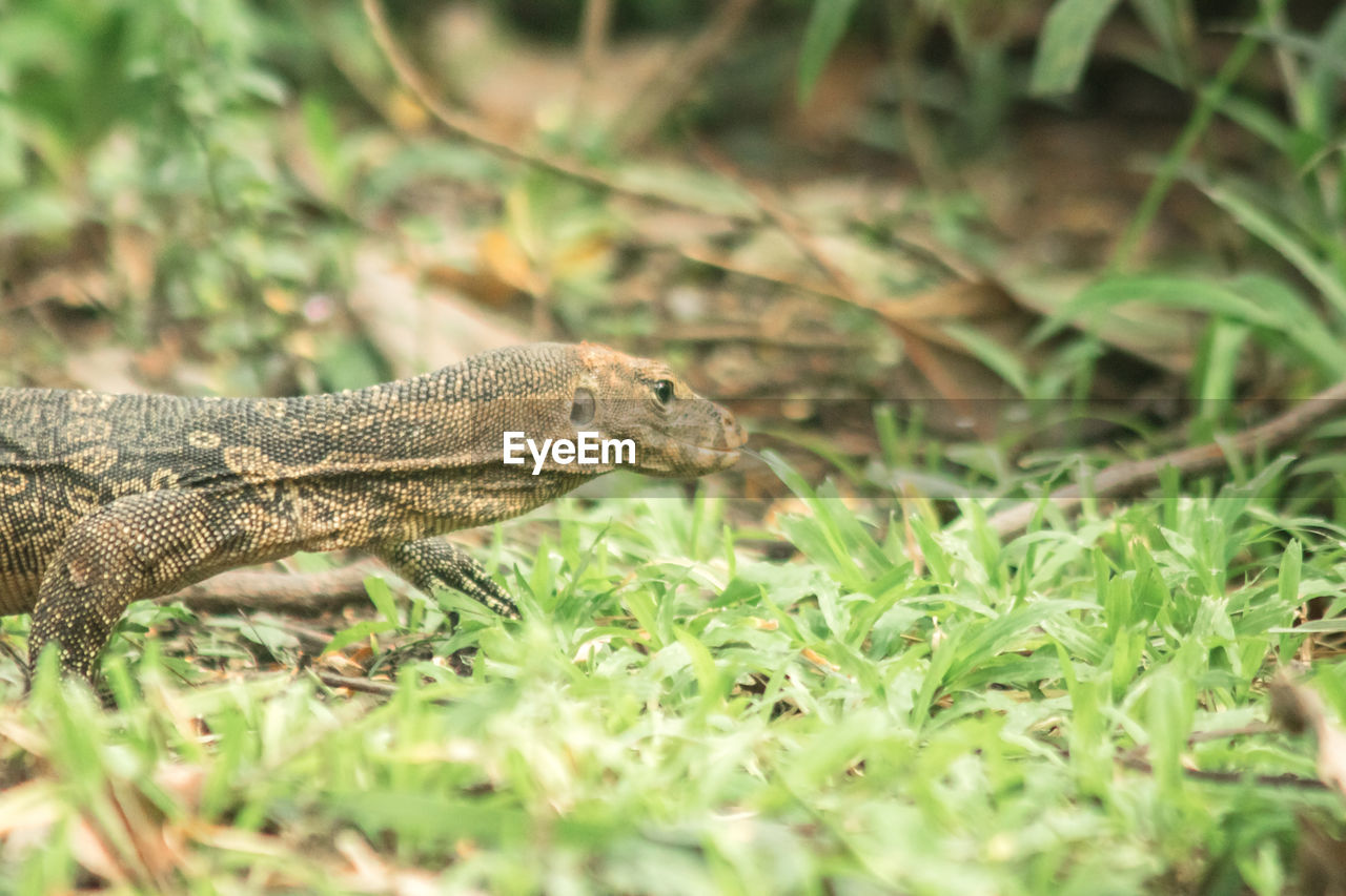 animal themes, animal, animal wildlife, one animal, wildlife, reptile, wall lizard, nature, plant, grass, no people, lizard, selective focus, side view, land, environment, green, outdoors, day, travel destinations, animal body part, portrait