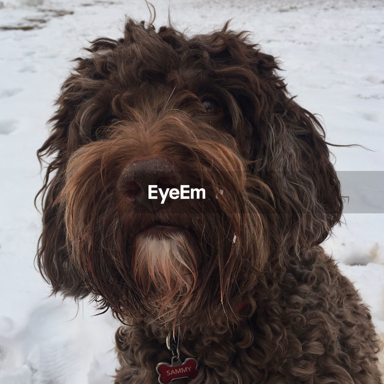 CLOSE-UP PORTRAIT OF DOG
