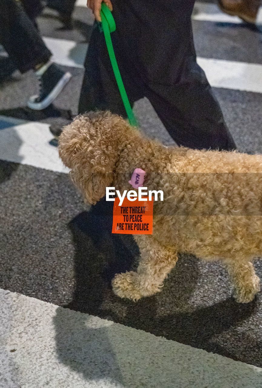 Police brutality sign on a dog during a black lives matter protest on april 20th, 2021