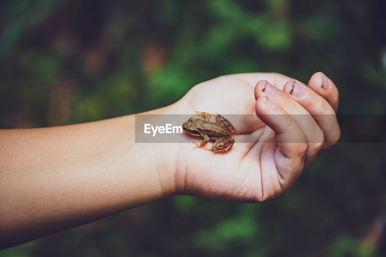 Close-up of person holding frog 