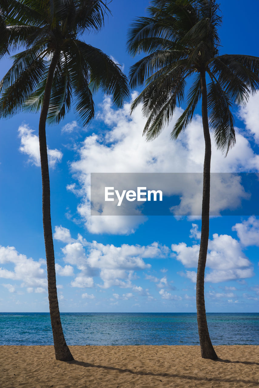 SCENIC VIEW OF PALM TREES ON BEACH AGAINST SKY