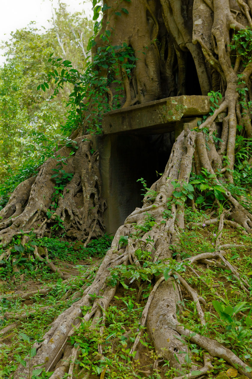 Trees growing in forest