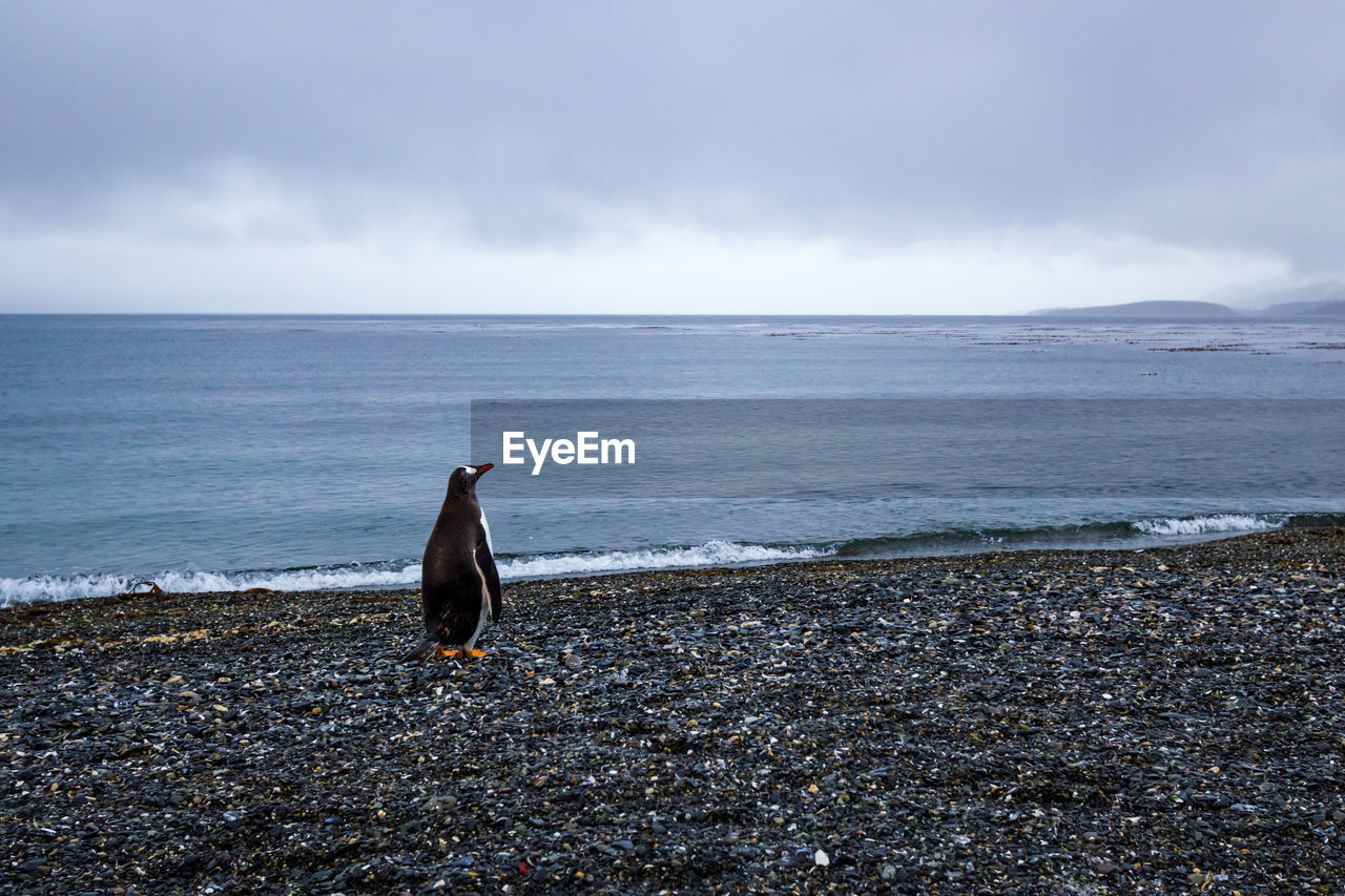 Penguin looking away while standing at beach