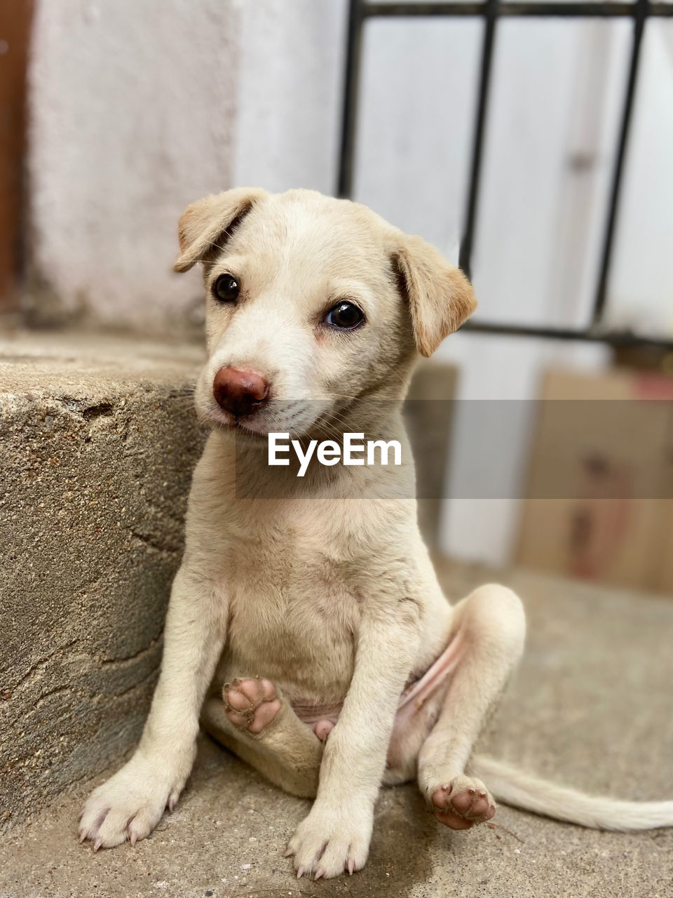 Portrait of puppy sitting outdoors