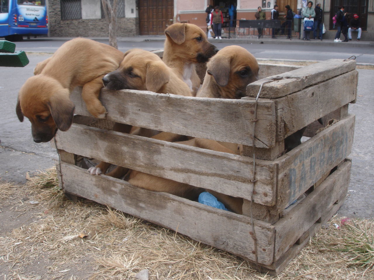 Puppies in a box ID 41795894