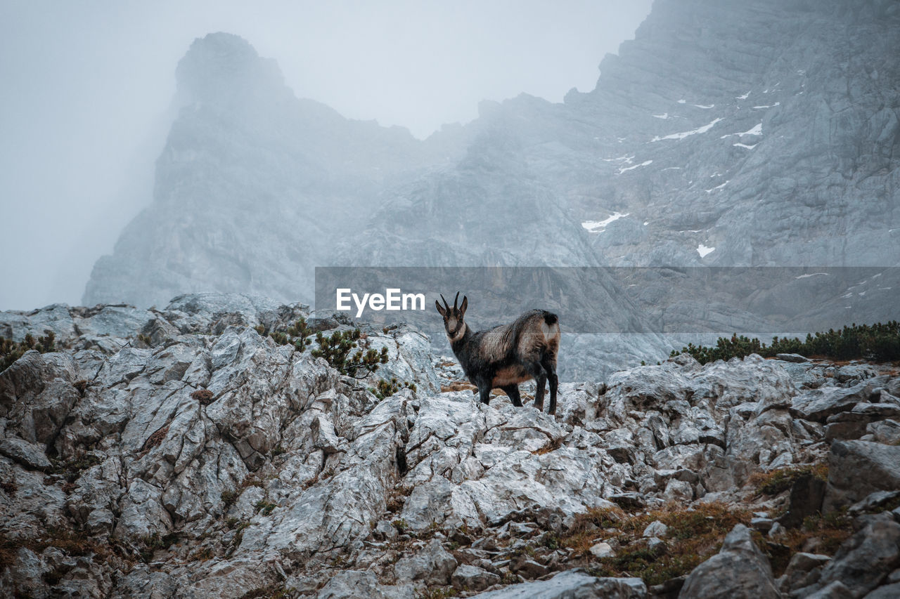 Chamois  standing on rock against mountains