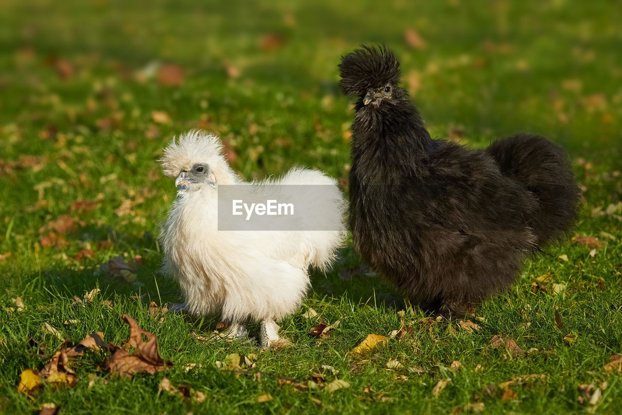 animal themes, animal, chicken, bird, grass, domestic animals, plant, pet, livestock, mammal, group of animals, nature, young animal, no people, beak, field, two animals, young bird, green, day, outdoors, agriculture, white, land
