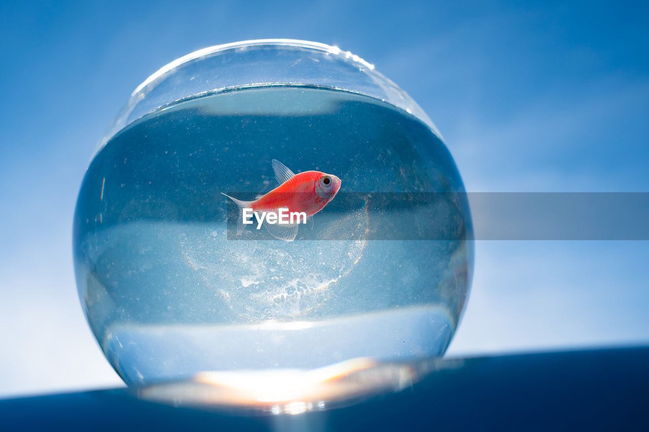 close-up of snail in water