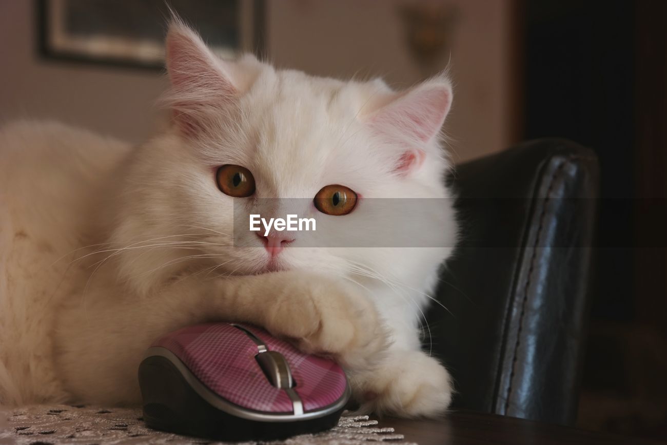 Close Up Of Cat Sitting With Computer Mouse Id 59311426