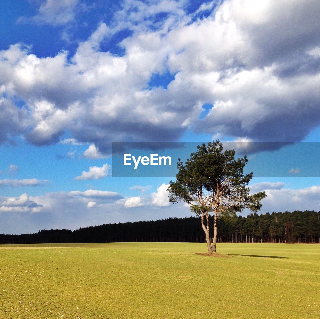 Trees growing on grassy field against sky