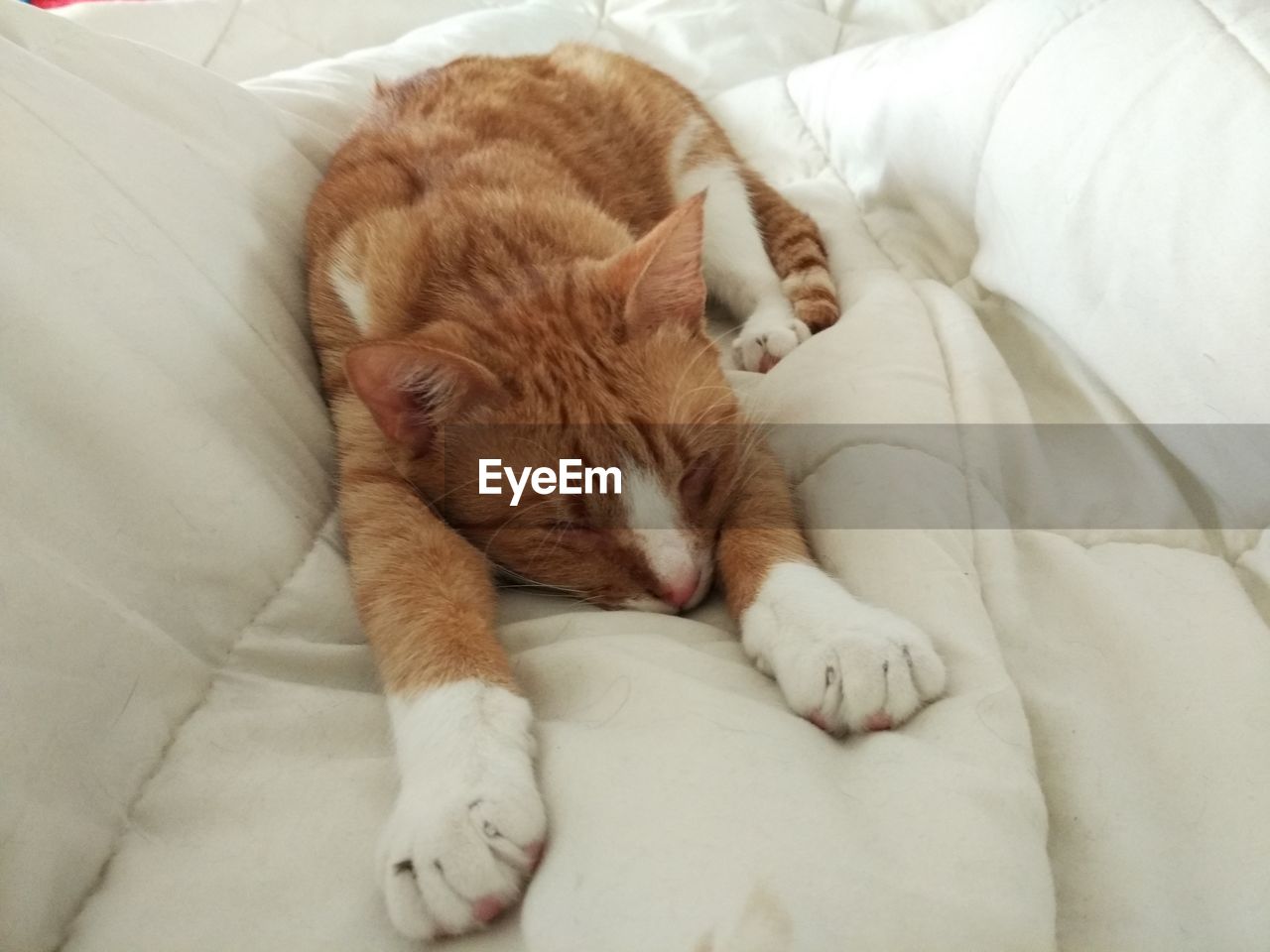 High angle view of cat sleeping on bed