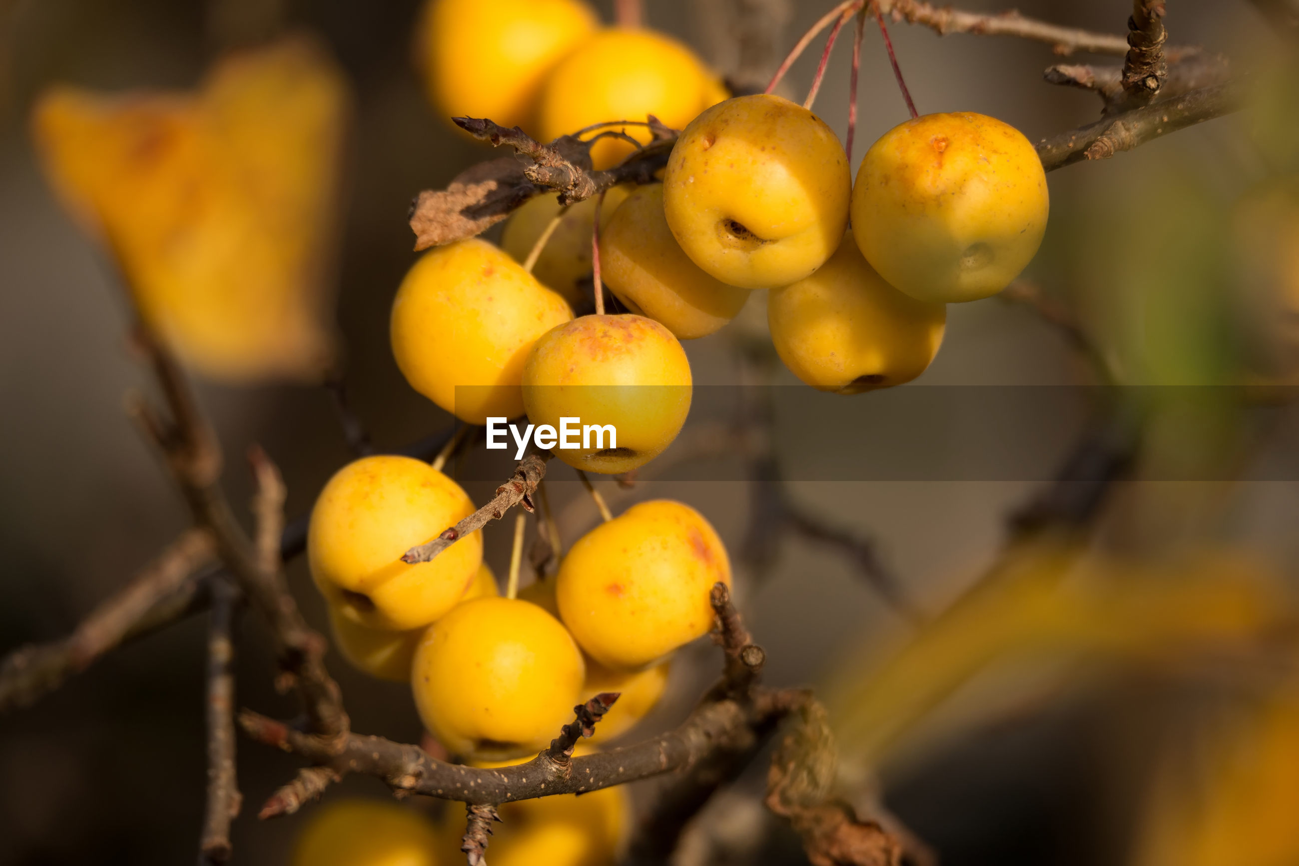 Close-up of yellow fruits on tree | ID: 143482153