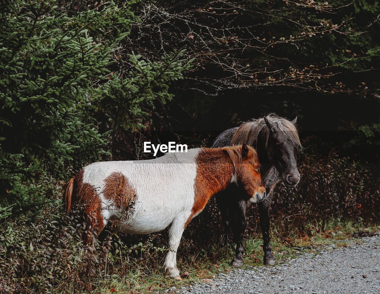 View of horses in the wild