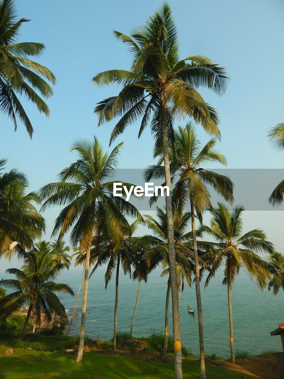 Kovalam Kerala Tree Palm Tree Water Sea Beach On Eyeem