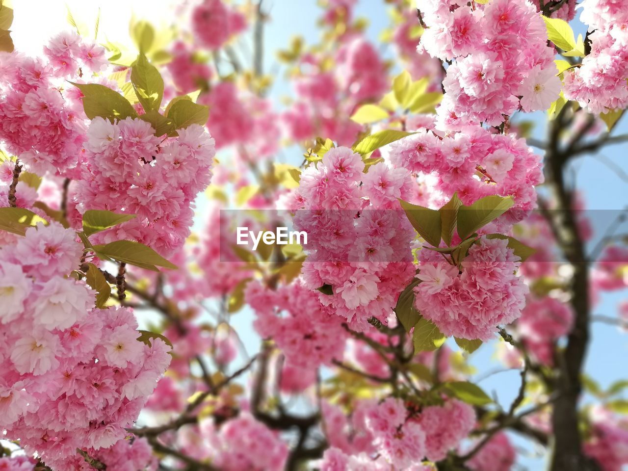 CLOSE-UP OF PINK CHERRY BLOSSOMS ON TREE