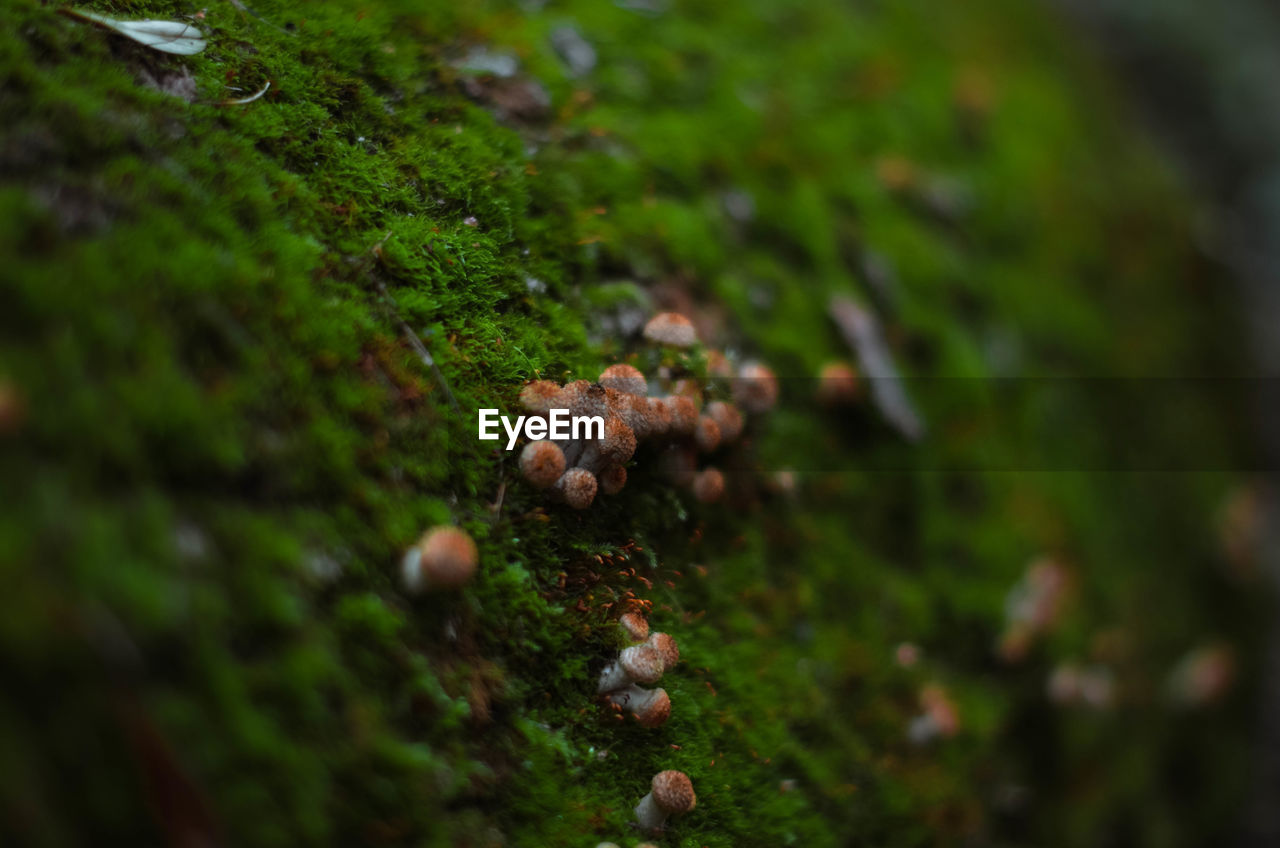 CLOSE-UP OF MUSHROOMS GROWING ON TREE