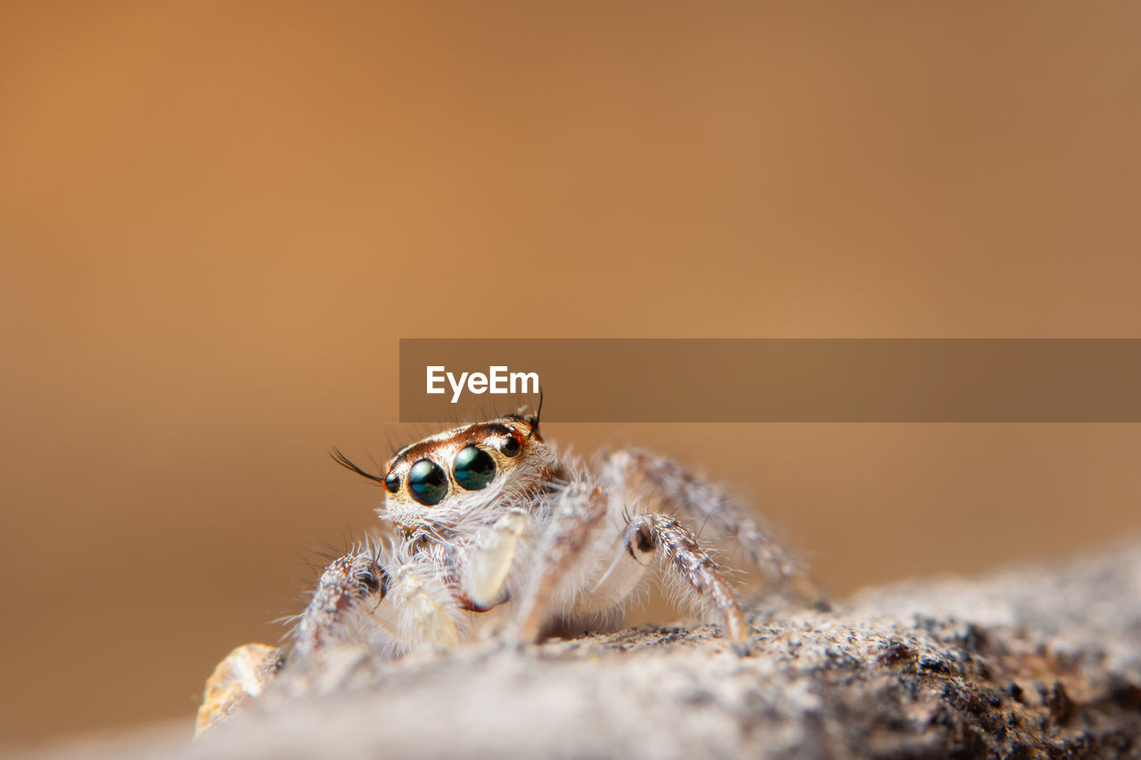 Close-up of jumping spider on rock