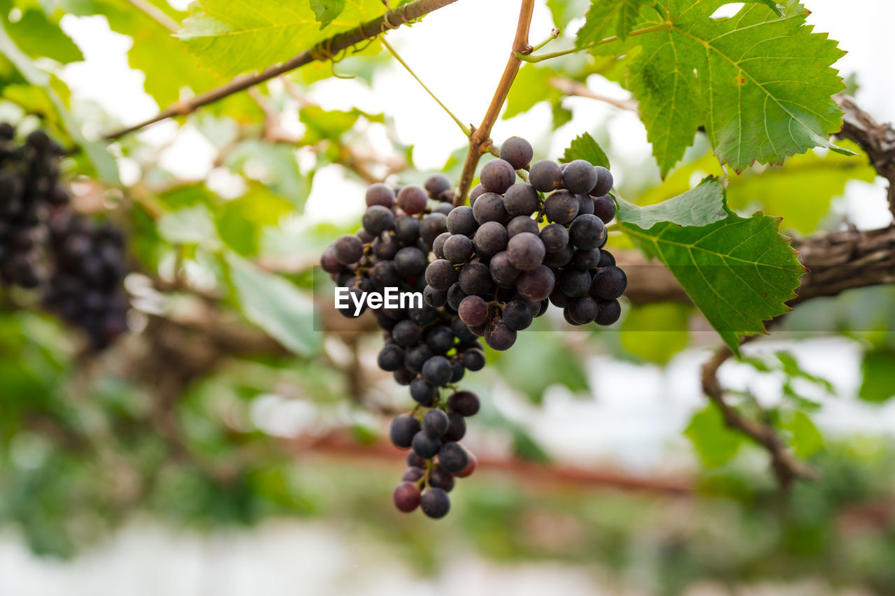 CLOSE-UP OF GRAPES GROWING ON PLANT