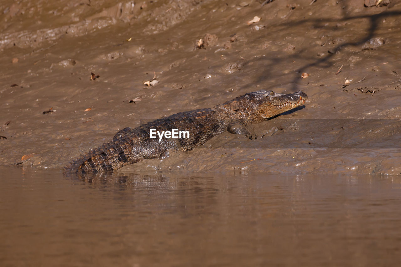 A young indian mugger crocodile