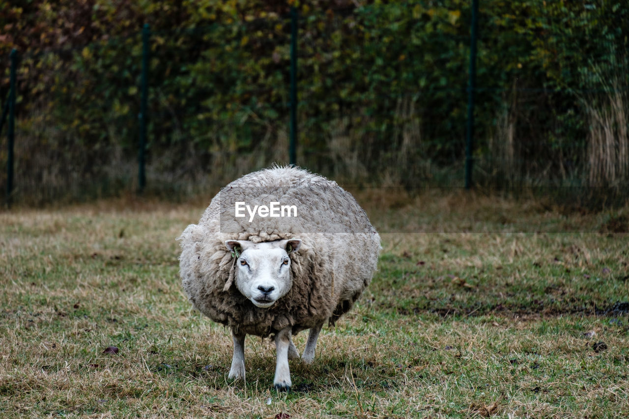 PORTRAIT OF A SHEEP ON FIELD