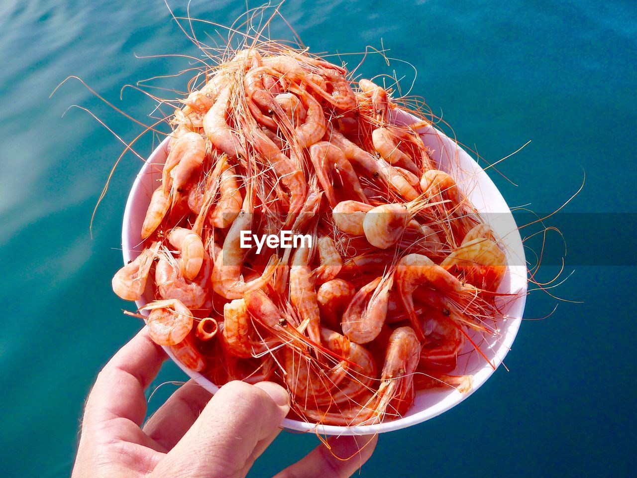Close-up of hand holding krill in bowl over sea