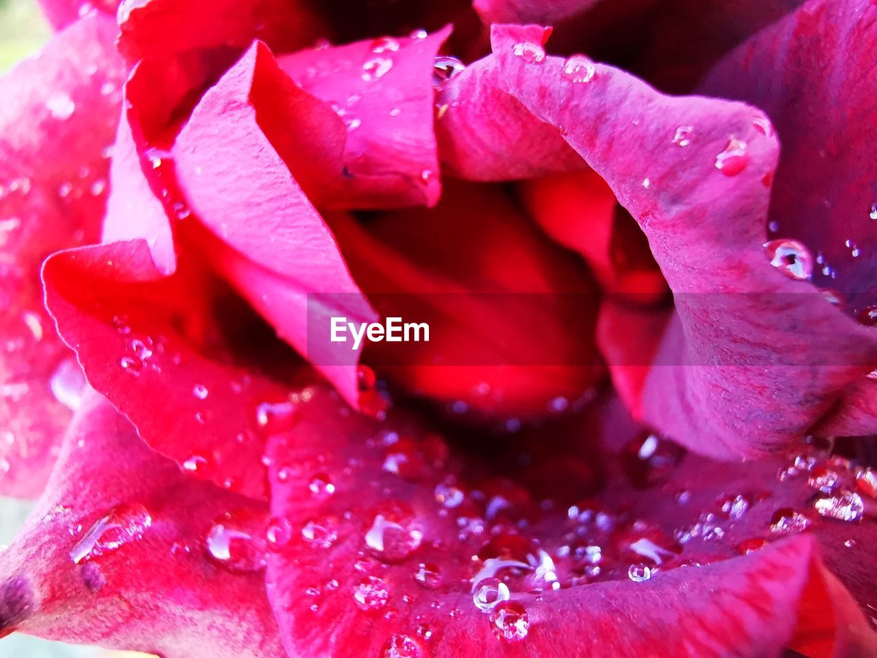CLOSE-UP OF WATER DROPS ON PINK ROSE FLOWER