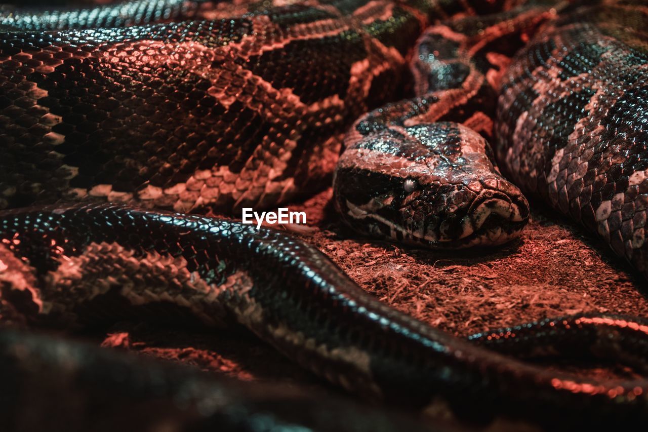 Close up of snake