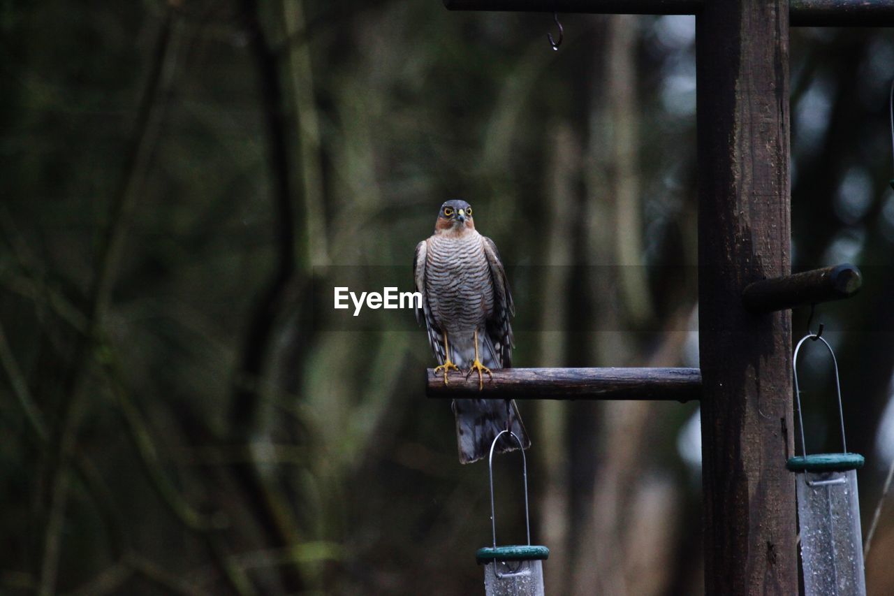 This sparrowhawk chased off all other birds
