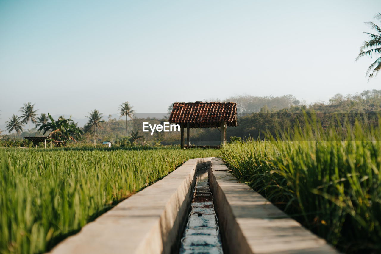 A hut in the middle of a rice field with a clear sky