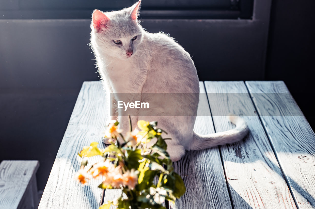 CAT SITTING ON WOODEN TABLE BY POTTED PLANT