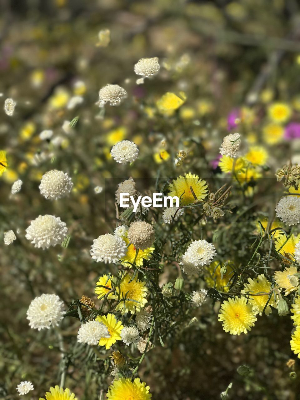 YELLOW FLOWERS BLOOMING ON FIELD