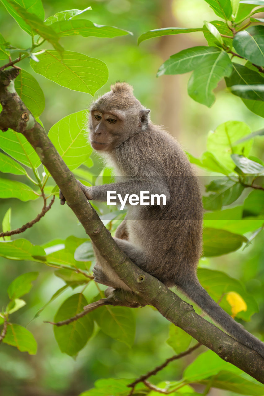 Monkey resting on branch